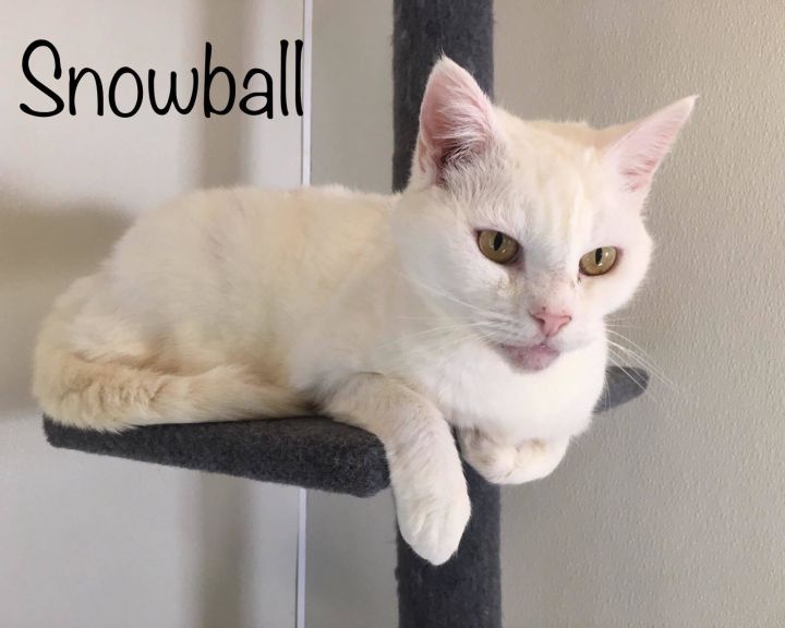 Snowball 2