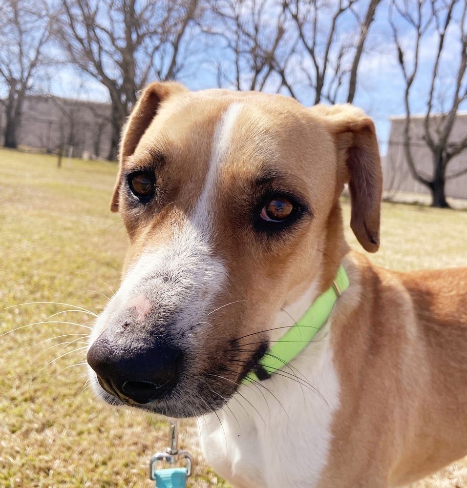 Charles, an adoptable Hound, Mixed Breed in San Leon, TX, 77565 | Photo Image 2