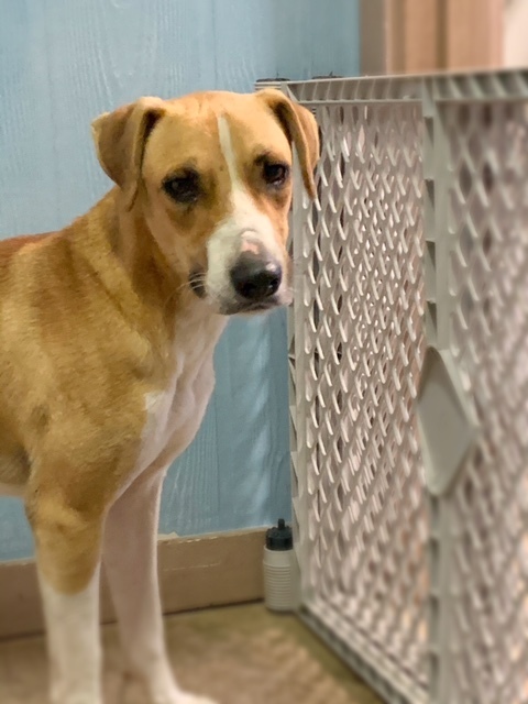 Charles, an adoptable Hound, Mixed Breed in San Leon, TX, 77565 | Photo Image 3