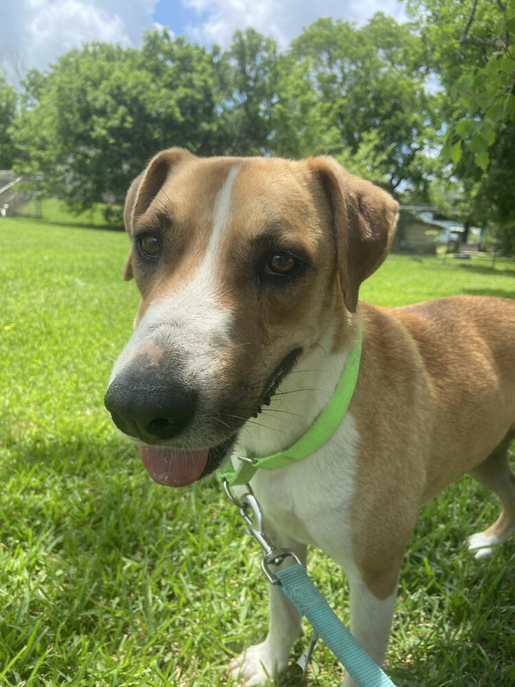 Charles, an adoptable Hound, Mixed Breed in San Leon, TX, 77565 | Photo Image 4