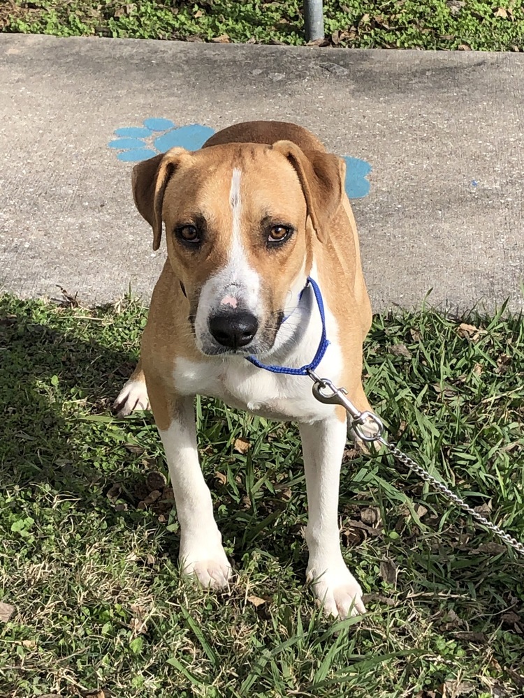 Charles, an adoptable Hound, Mixed Breed in San Leon, TX, 77565 | Photo Image 5