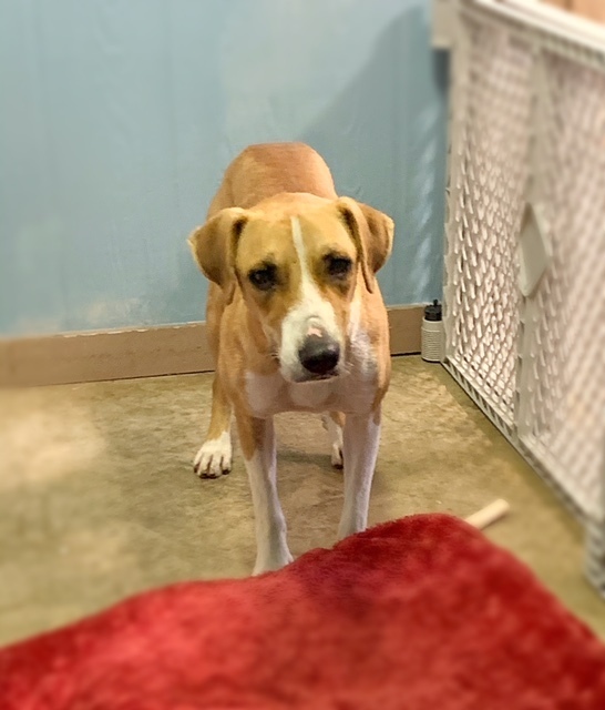 Charles, an adoptable Hound, Mixed Breed in San Leon, TX, 77565 | Photo Image 6
