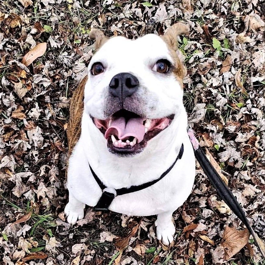 Sweetie Pie, an adoptable English Bulldog in St Joachim, ON, N0R 1S0 | Photo Image 4