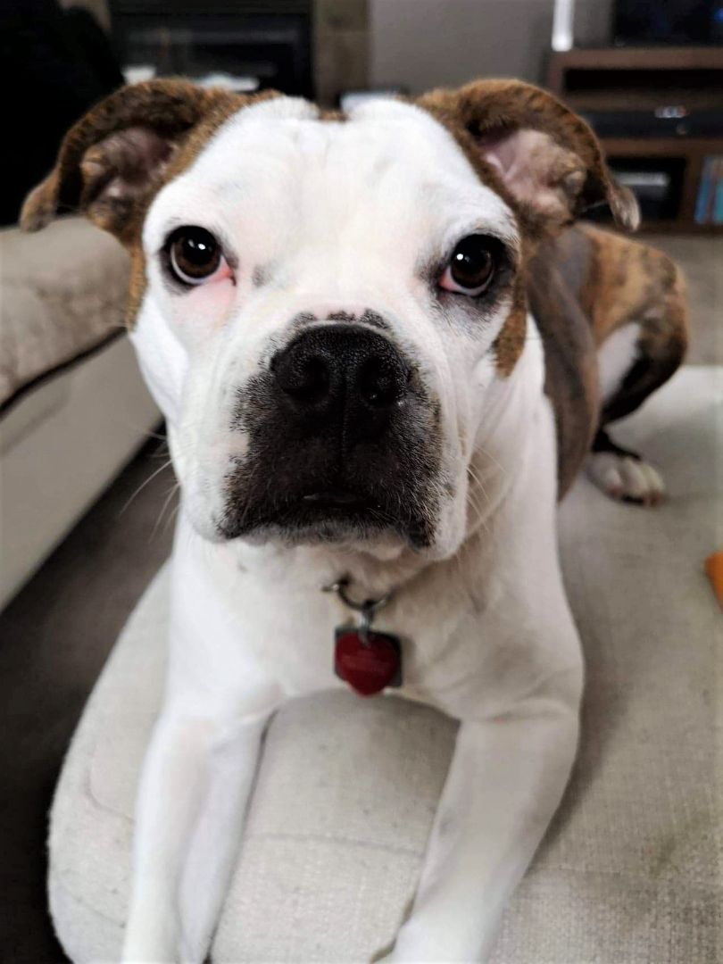 Sweetie Pie, an adoptable English Bulldog in St Joachim, ON, N0R 1S0 | Photo Image 6