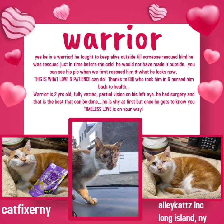 Warrior, an adopted Domestic Short Hair Mix in Woodmere, NY_image-1