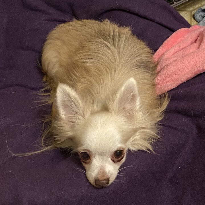 Teddy, an adopted Chihuahua in Cincinnati, OH_image-2