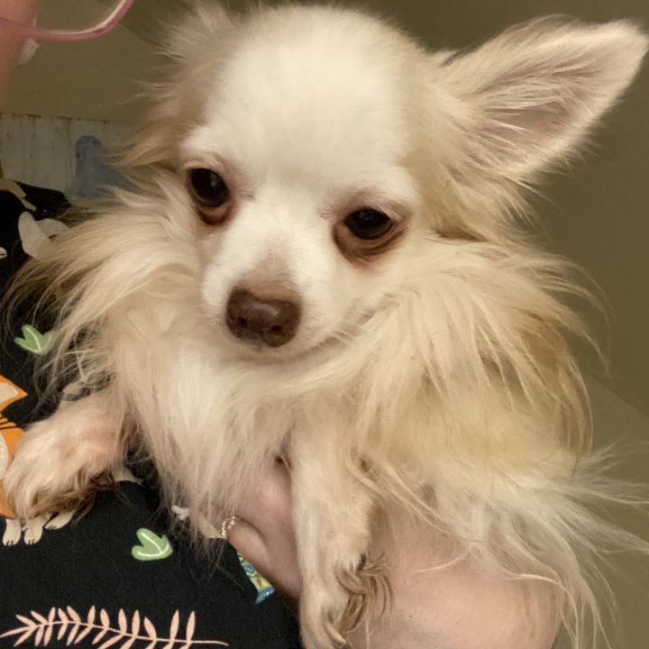 Teddy, an adopted Chihuahua in Cincinnati, OH_image-3