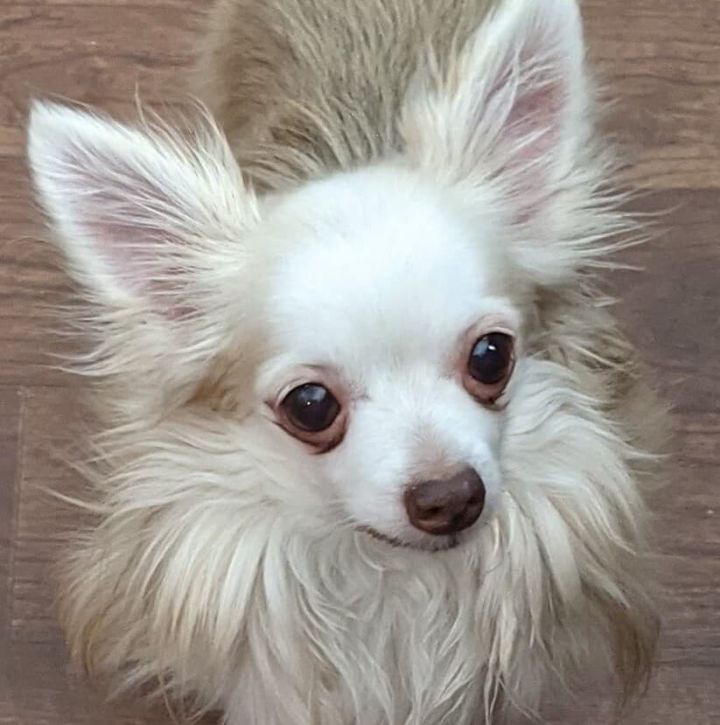 Teddy, an adopted Chihuahua in Cincinnati, OH_image-4