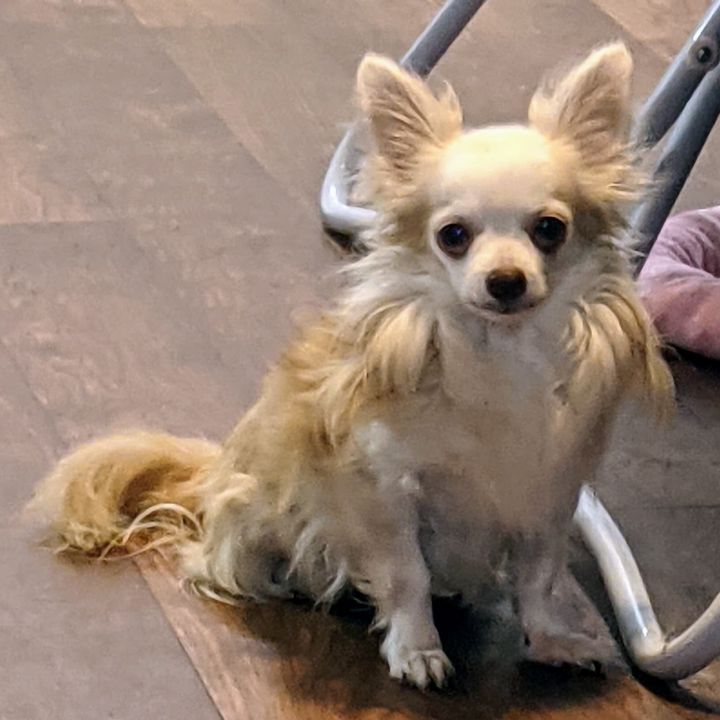 Teddy, an adopted Chihuahua in Cincinnati, OH_image-1