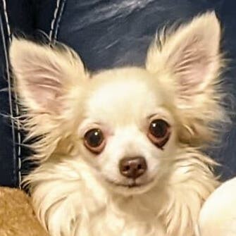 Teddy, an adopted Chihuahua in Cincinnati, OH_image-5