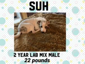 SUH - 2 YEAR LAB MIX MALE