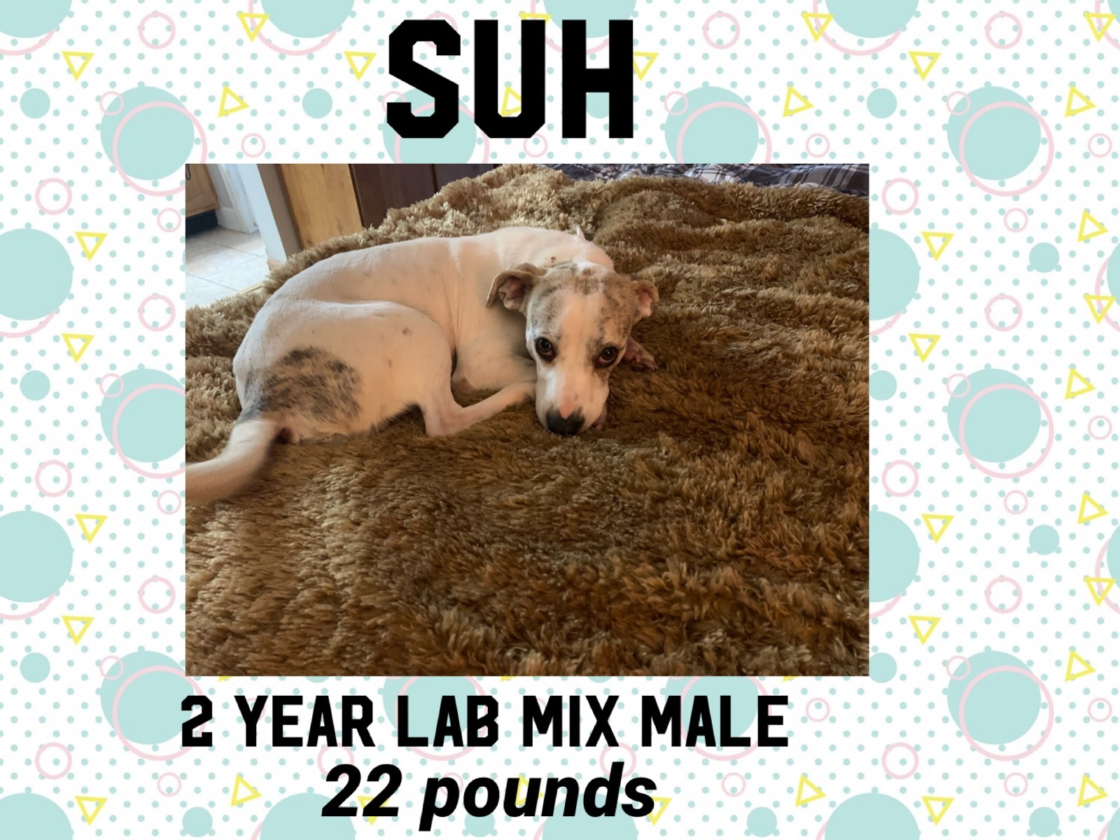 Suh 2 Year Lab Mix Male detail page