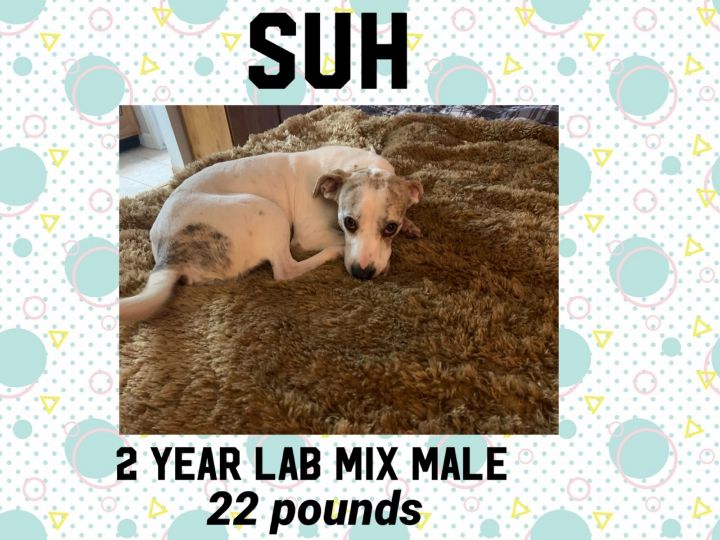 SUH - 2 YEAR LAB MIX MALE 1