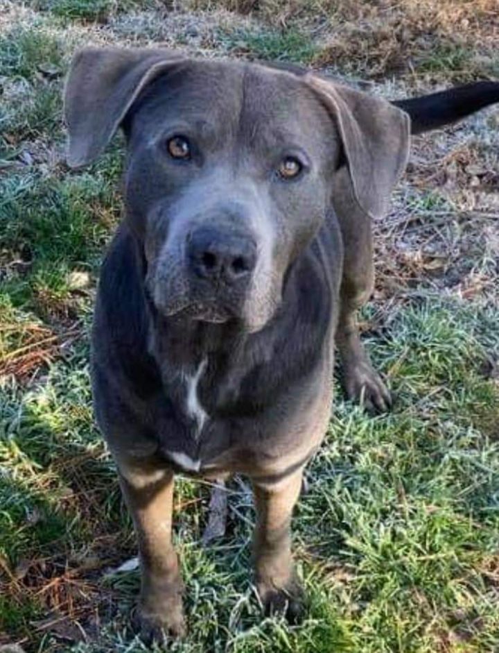 Blue - $350, an adopted Blue Lacy Mix in Milwaukee, WI_image-2