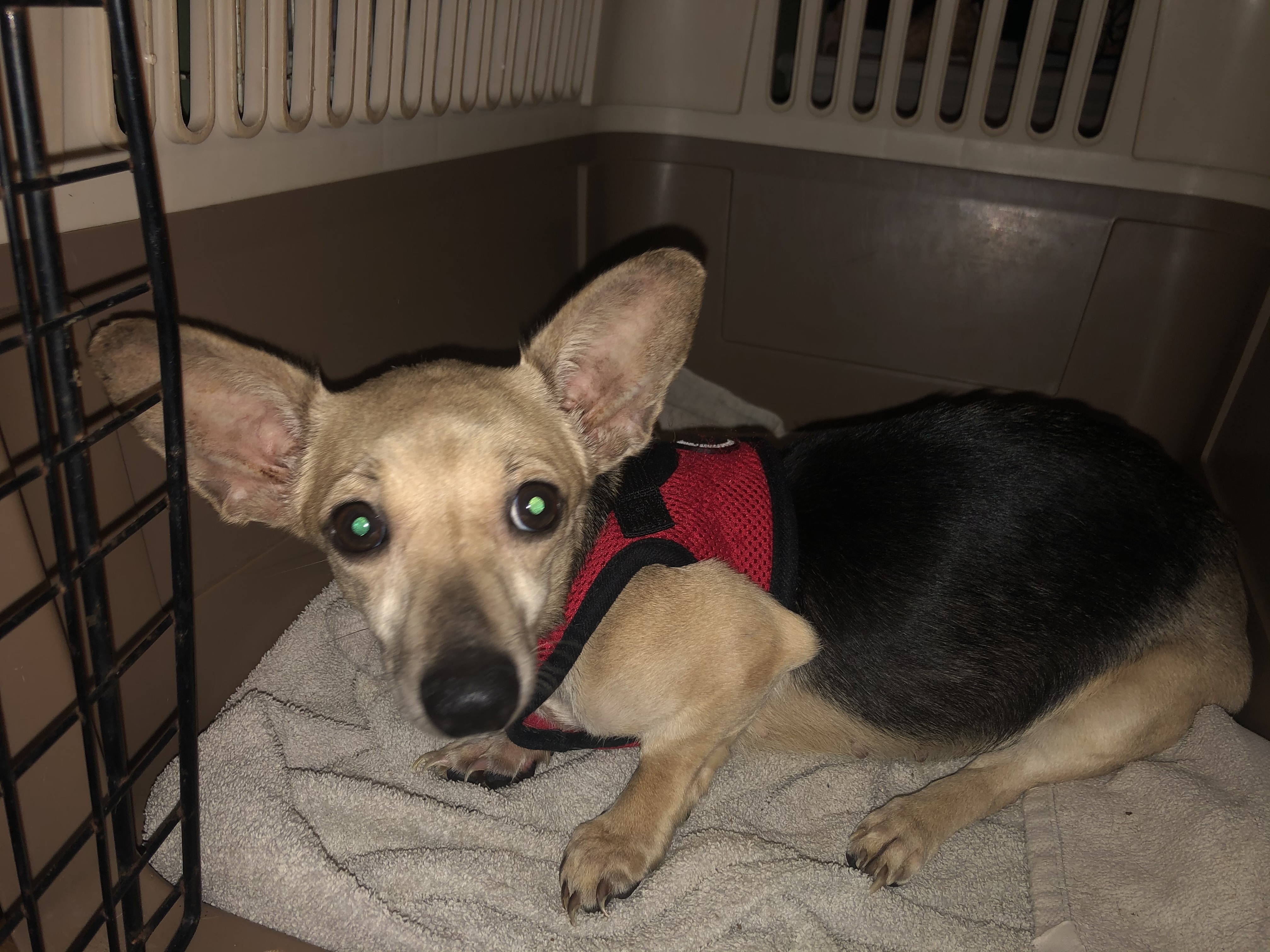 Scarlett, an adoptable Chihuahua, Corgi in Longview, TX, 75606 | Photo Image 2