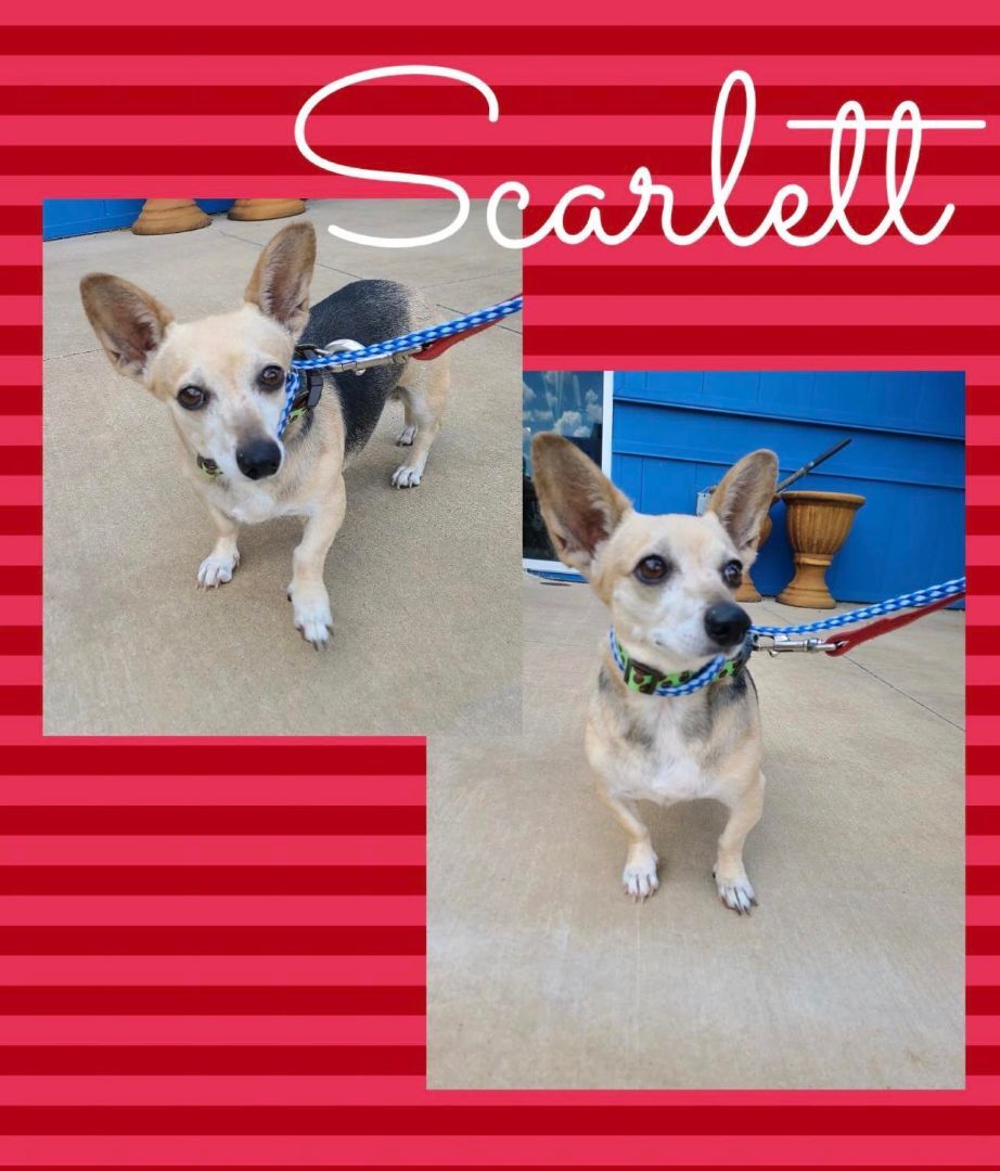 Scarlett, an adoptable Chihuahua, Corgi in Longview, TX, 75606 | Photo Image 1