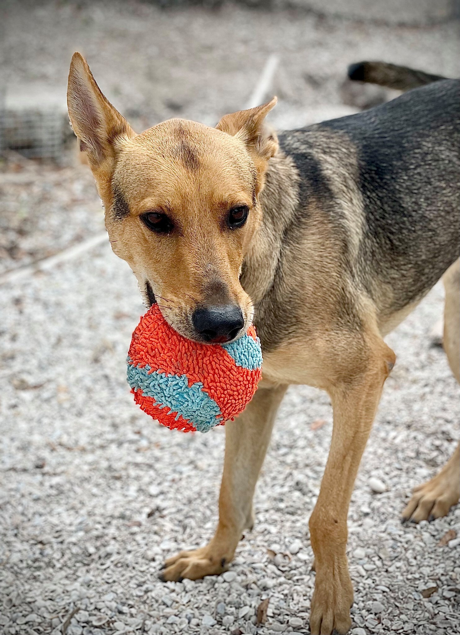 jack, an adoptable German Shepherd Dog, Mixed Breed in SAINT PETERSBURG, FL, 33713 | Photo Image 5