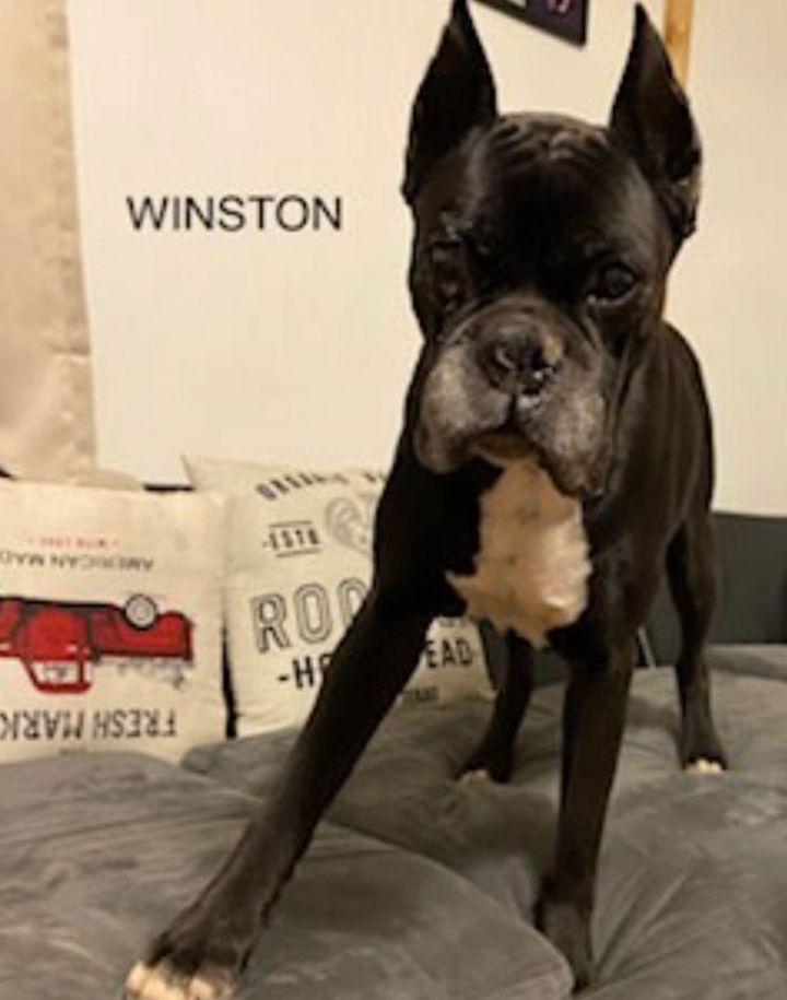 Winston 2