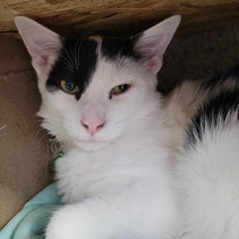 Holstein, an adoptable Domestic Short Hair in Sheridan, WY, 82801 | Photo Image 1