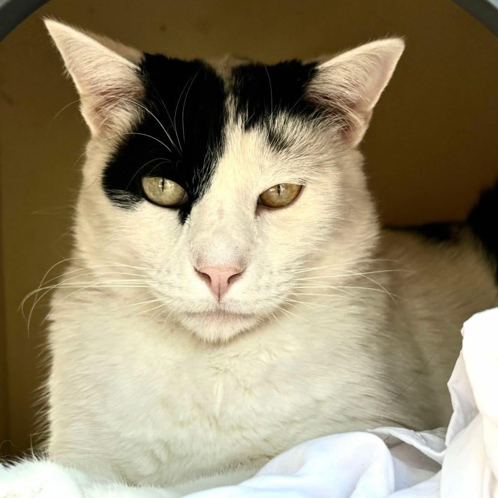 Holstein, an adoptable Domestic Short Hair in Sheridan, WY, 82801 | Photo Image 1