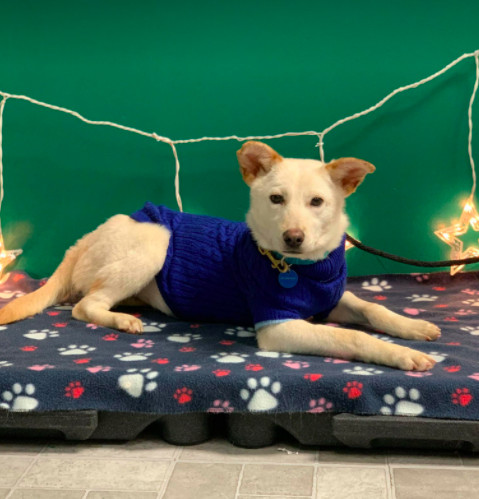 Belly, an adopted Jindo Mix in Brooklyn, NY_image-2