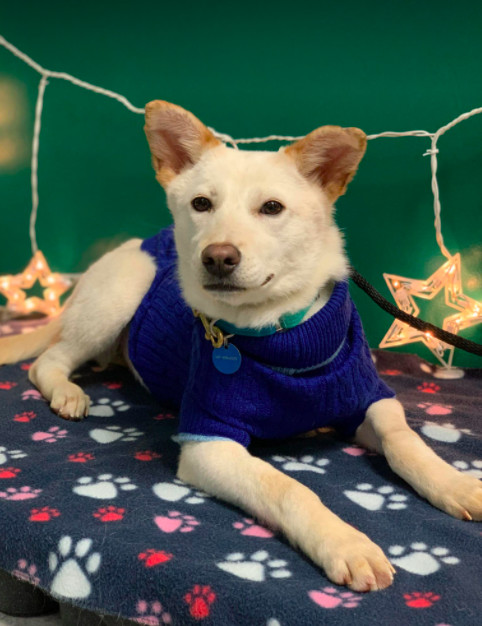 Belly, an adopted Jindo Mix in Brooklyn, NY_image-1