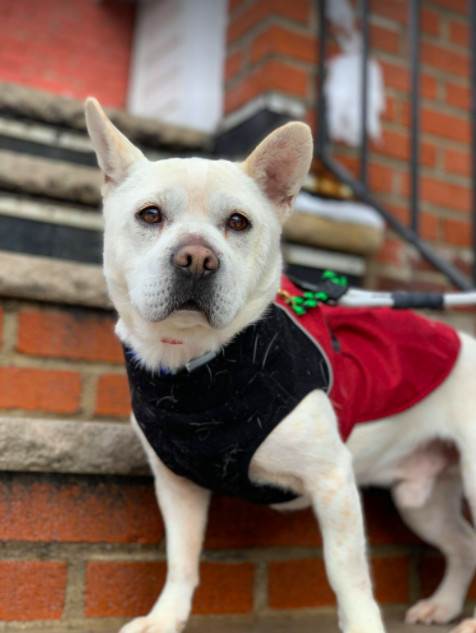 Bawoo, an adopted Shar-Pei & French Bulldog Mix in Brooklyn, NY_image-2
