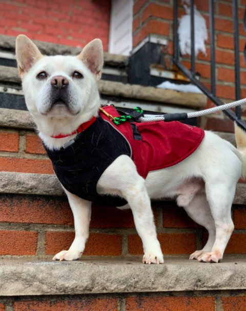 Bawoo, an adopted Shar-Pei & French Bulldog Mix in Brooklyn, NY_image-3