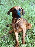 Zeke, an adoptable Belgian Shepherd / Malinois, Black Mouth Cur in St. Augustine, FL, 32084 | Photo Image 1