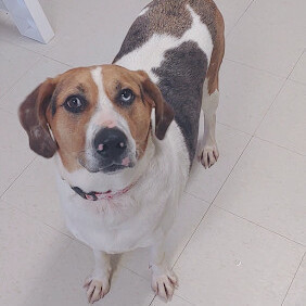 Jet- Prison Trained!, an adoptable Treeing Walker Coonhound, Catahoula Leopard Dog in West Jefferson, OH, 43162 | Photo Image 2