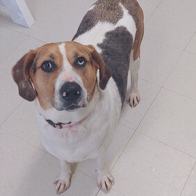 Jet- Prison Trained!, an adoptable Treeing Walker Coonhound, Catahoula Leopard Dog in West Jefferson, OH, 43162 | Photo Image 1