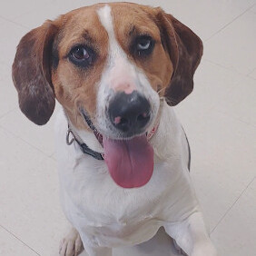 Jet- Prison Trained!, an adoptable Treeing Walker Coonhound, Catahoula Leopard Dog in West Jefferson, OH, 43162 | Photo Image 6