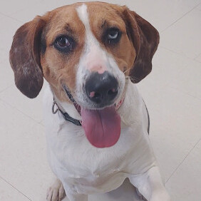 Catahoula store walker coonhound