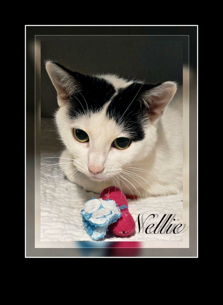 Nellie 1