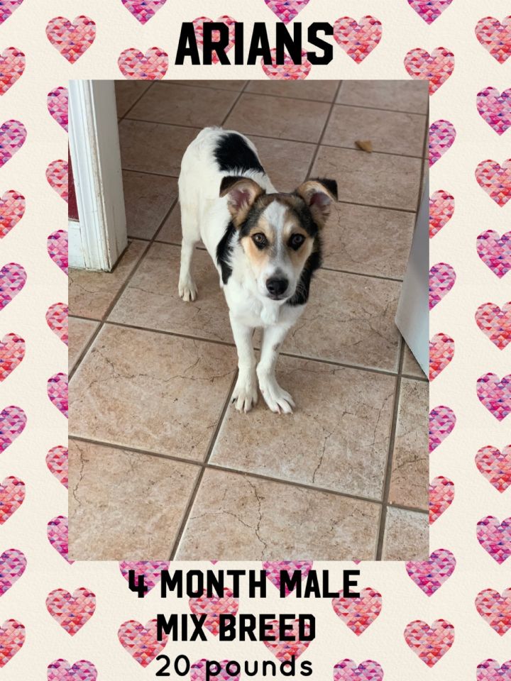 ARIANS - 5 MONTH COLLIE MIX MALE 2