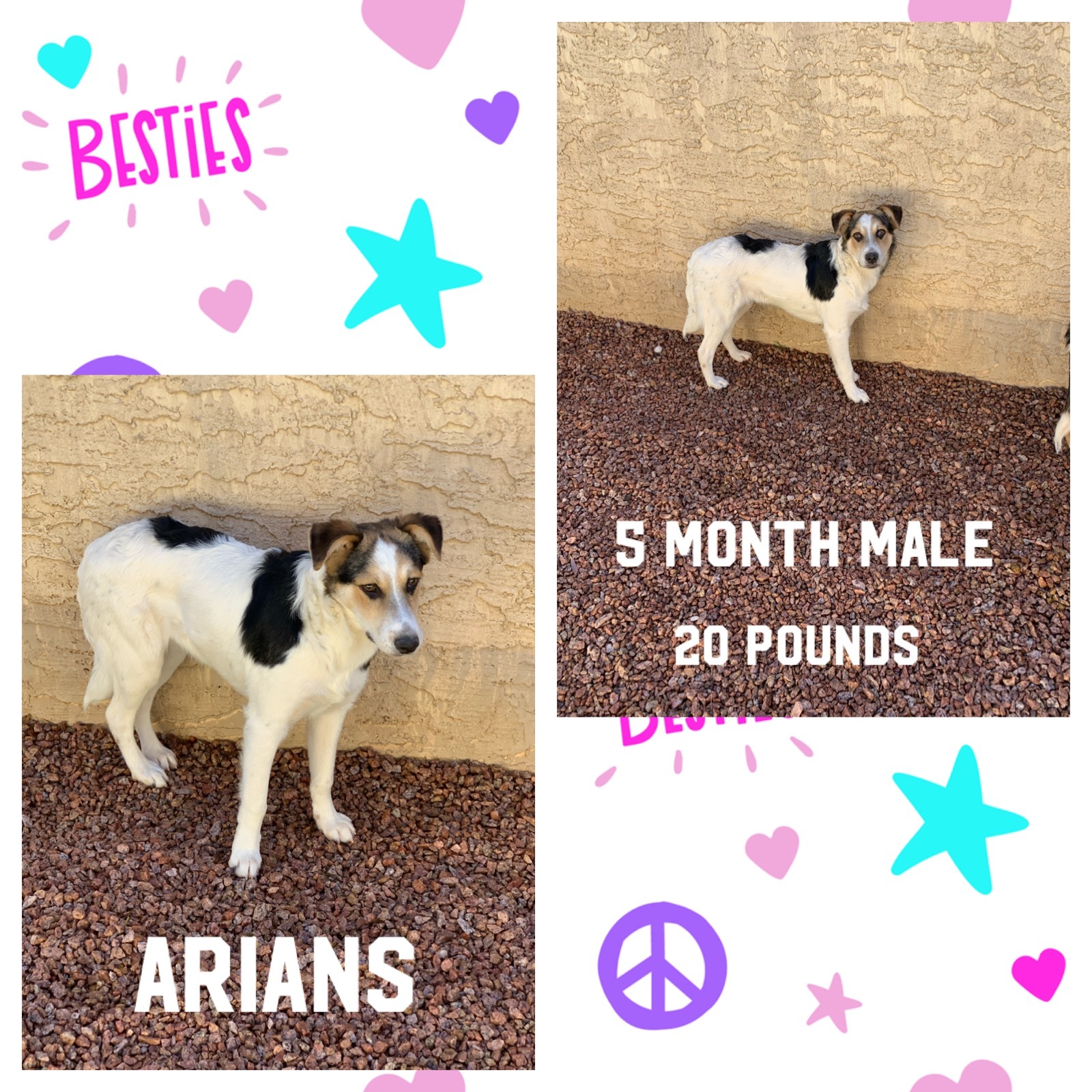 Arians 5 Month Collie Mix Male detail page