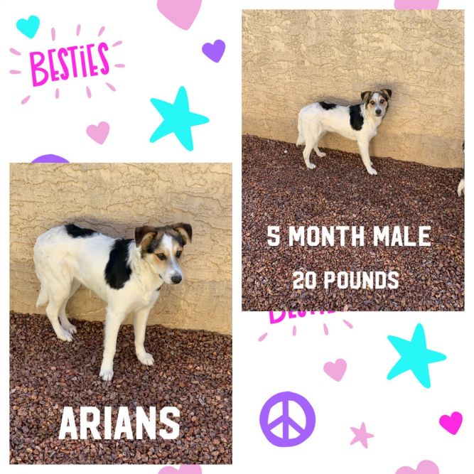 ARIANS - 5 MONTH COLLIE MIX MALE