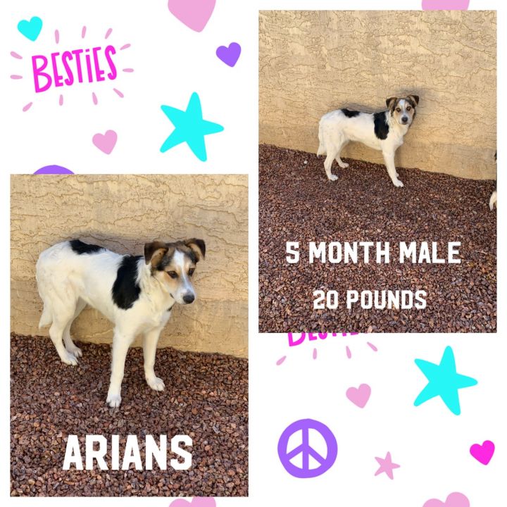 ARIANS - 5 MONTH COLLIE MIX MALE 1