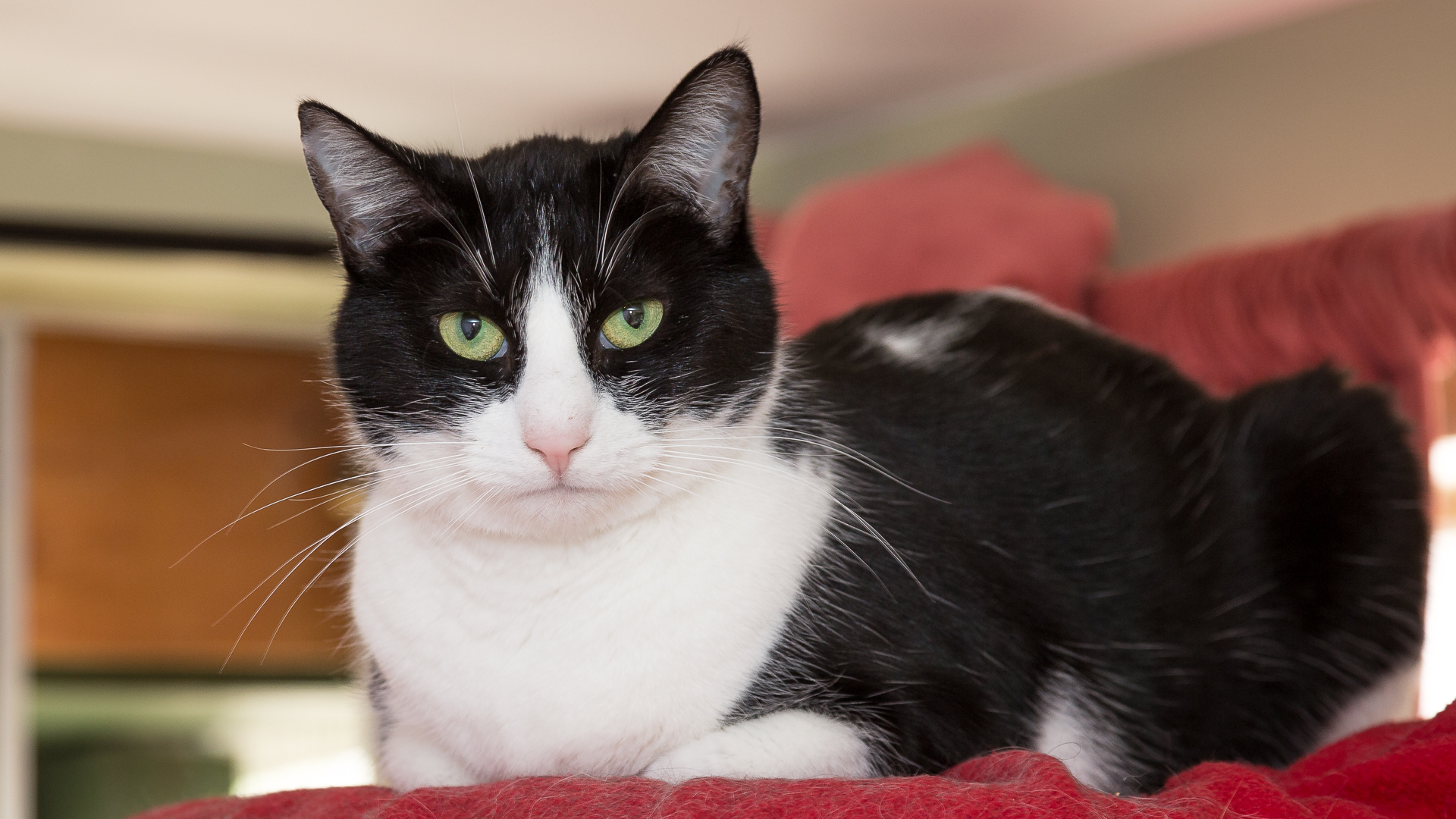 Cat for adoption - PEPPER, a Tuxedo in Idyllwild, CA | Petfinder