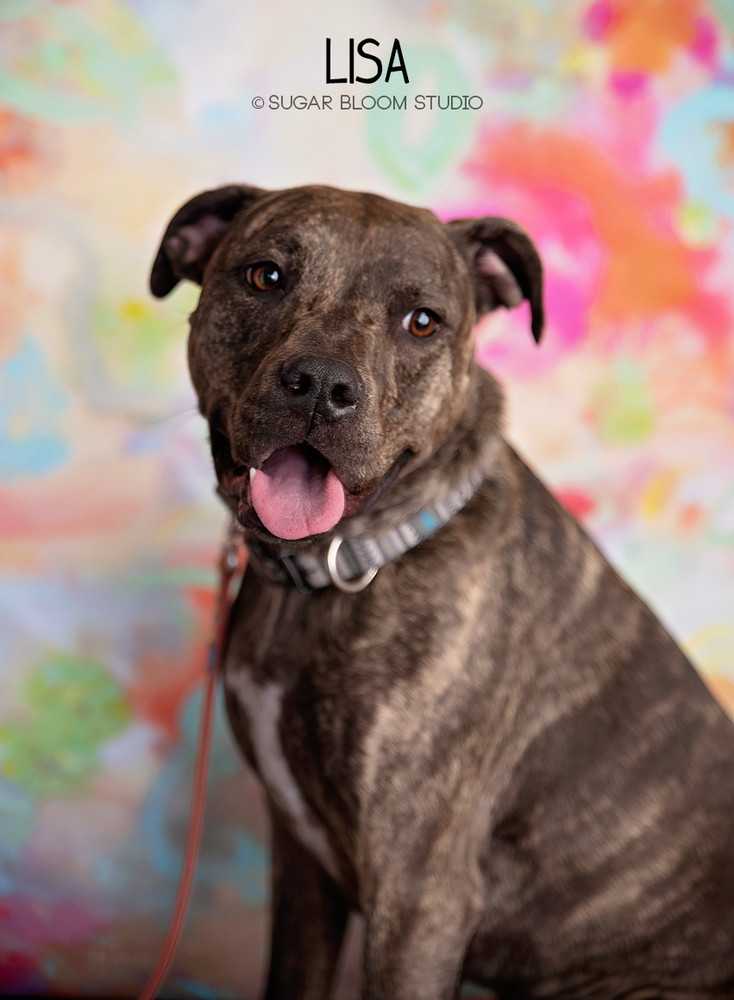 Lisa, an adoptable Plott Hound in Littleton, CO, 80126 | Photo Image 1