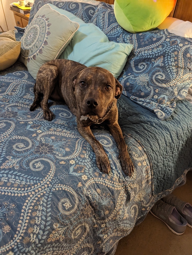 Lisa, an adoptable Plott Hound in Littleton, CO, 80126 | Photo Image 2