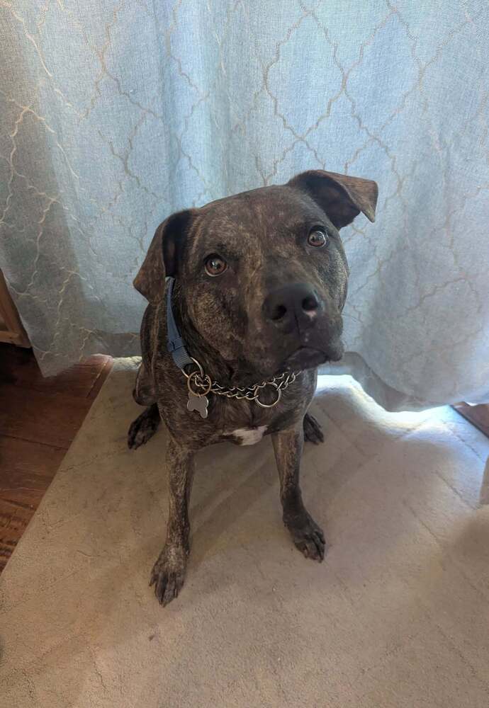 Lisa, an adoptable Plott Hound in Littleton, CO, 80126 | Photo Image 2