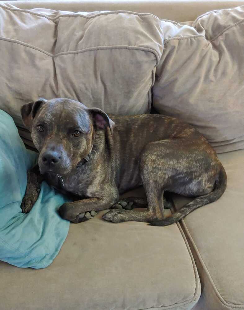 Lisa, an adoptable Plott Hound in Littleton, CO, 80126 | Photo Image 3