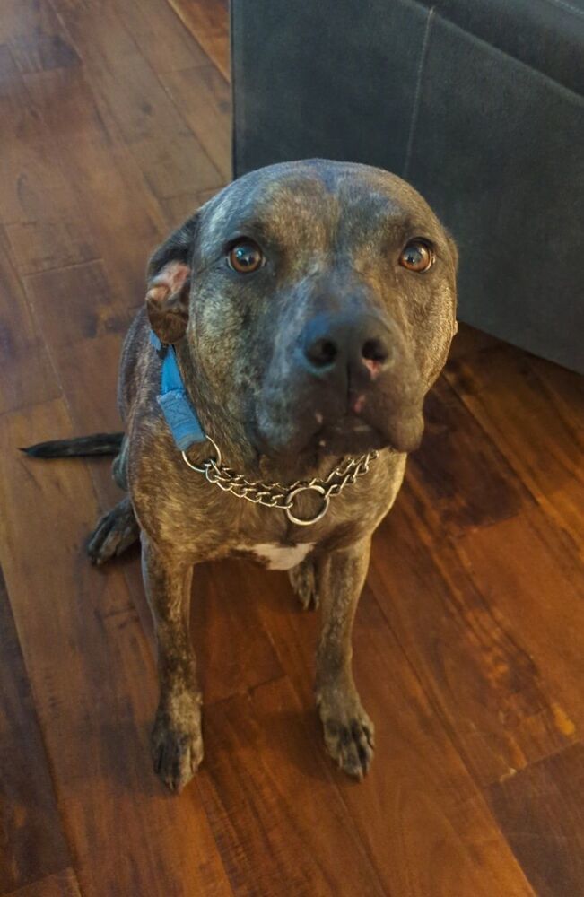 Lisa, an adoptable Plott Hound in Littleton, CO, 80126 | Photo Image 3