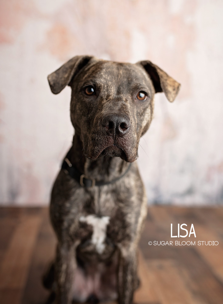 Lisa, an adoptable Plott Hound in Littleton, CO, 80126 | Photo Image 4