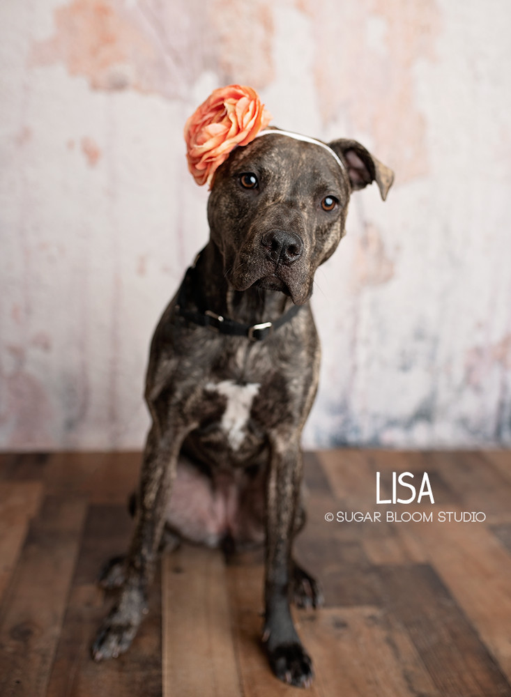 Lisa, an adoptable Plott Hound in Littleton, CO, 80126 | Photo Image 5