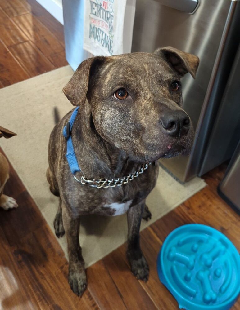 Lisa, an adoptable Plott Hound in Littleton, CO, 80126 | Photo Image 5