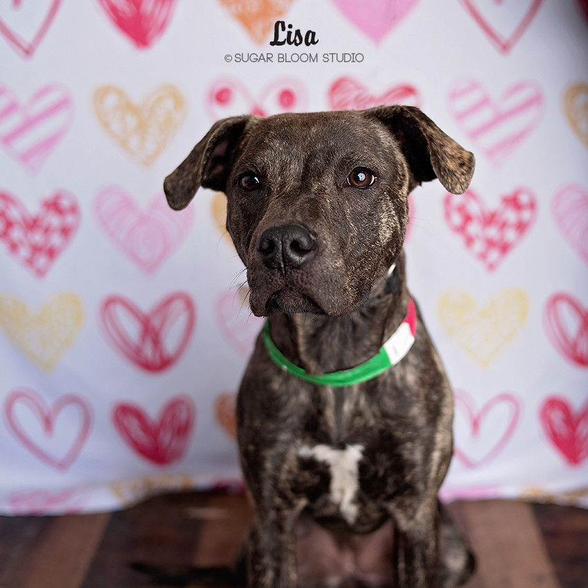 Lisa, an adoptable Plott Hound in Littleton, CO, 80126 | Photo Image 6