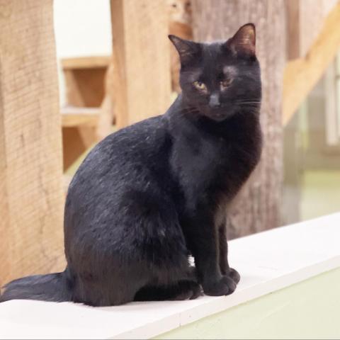 Clutter (M), an adoptable Domestic Short Hair in Mount Juliet, TN, 37122 | Photo Image 1
