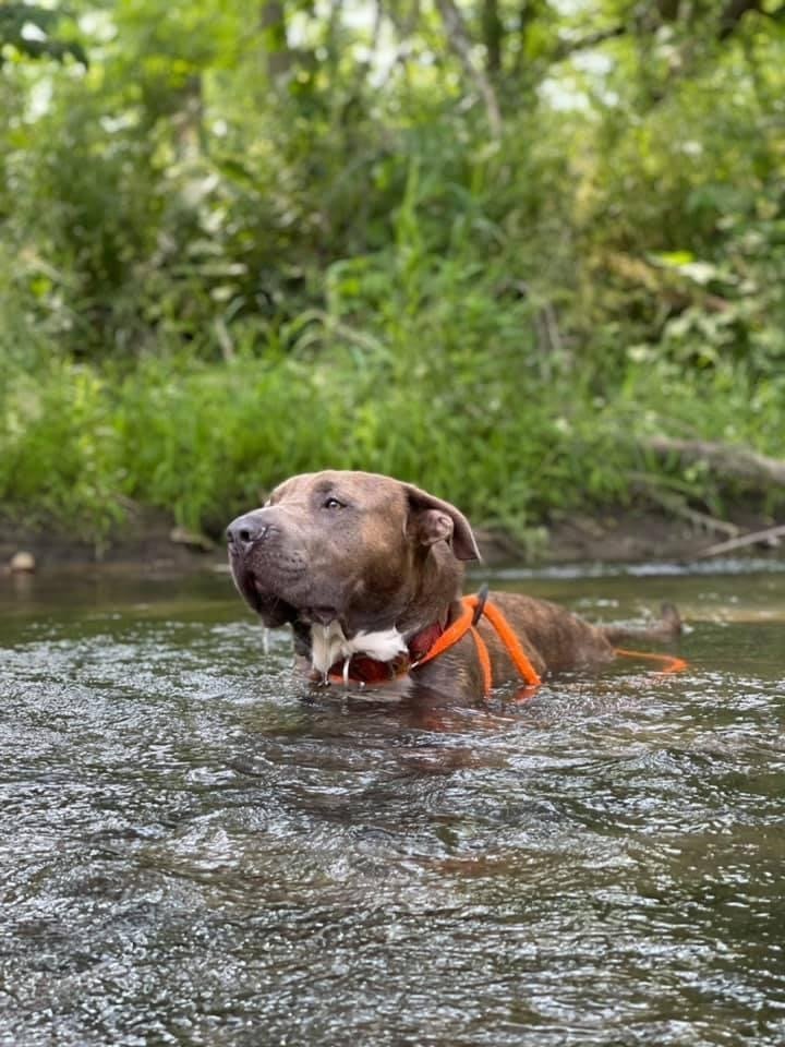 Baron, an adoptable Staffordshire Bull Terrier, Labrador Retriever in Cedar Rapids, IA, 52405 | Photo Image 2